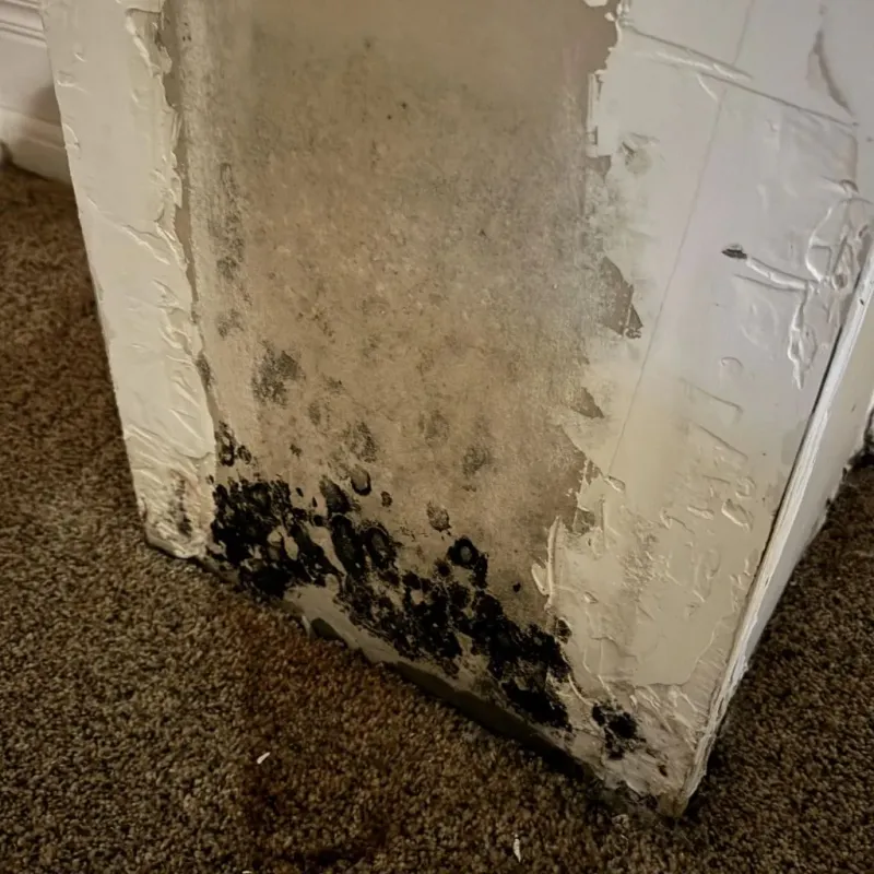 Professional Mold Removal in Stedman, NC